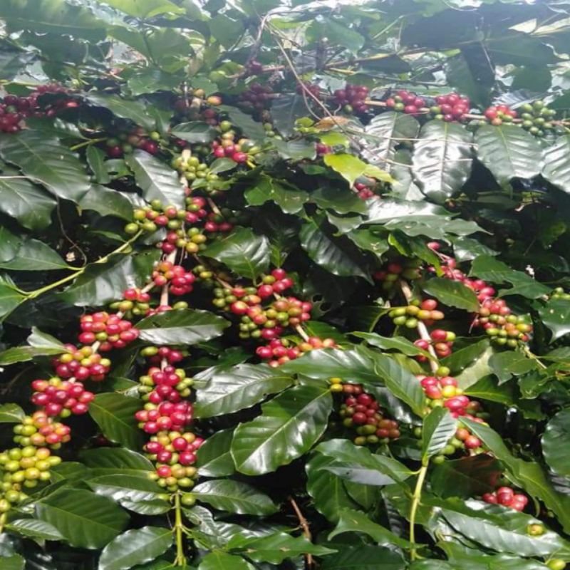 50 POHON BIBIT BENIH ARABIKA KOPI GAYO1 / TIM-TIM / CABUT / CABUTAN / BIBIT KOPI ARABIKA UNGGUL / SI