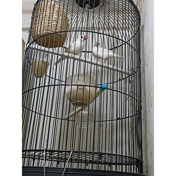 burung gelatik putih sepasang produksi full set