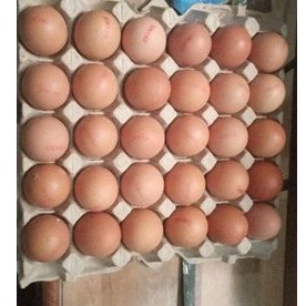 

telur ayam omega CP