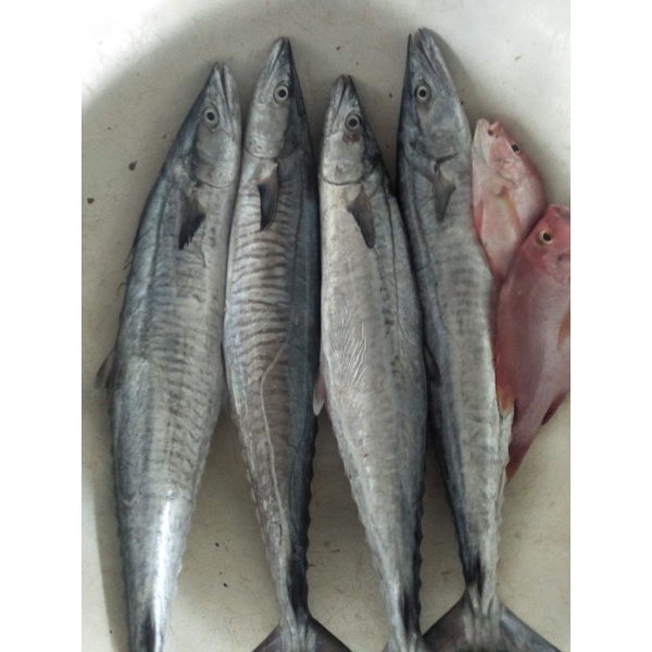 

Ikan Tenggiri Bulat