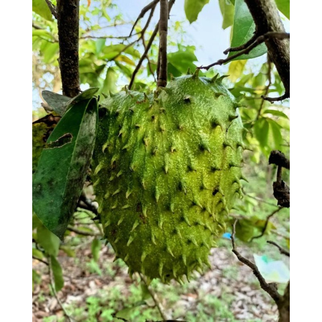 Pupuk Booster Organik Pelebat Buah Sirsak Madu Dan Perangsang Agar Cepat Berbuah