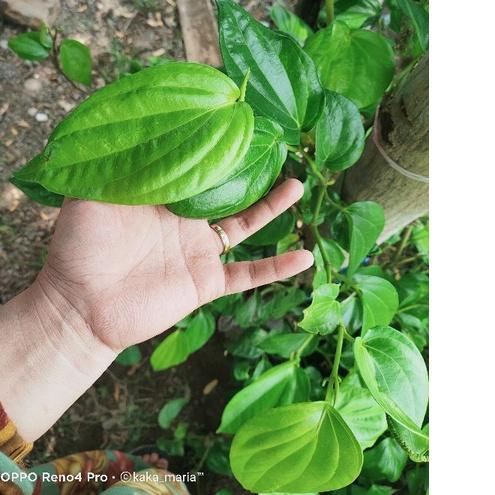 

READY ✅Bubuk Daun Sirih 1kg / Organik / Superfood / Foodgrade / Multivitamin|KD2