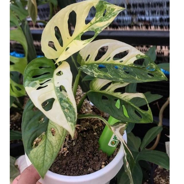 [PF.11De22ᵂ] Batang bonggol monstera adansonii variegata janda bolong varigata murah