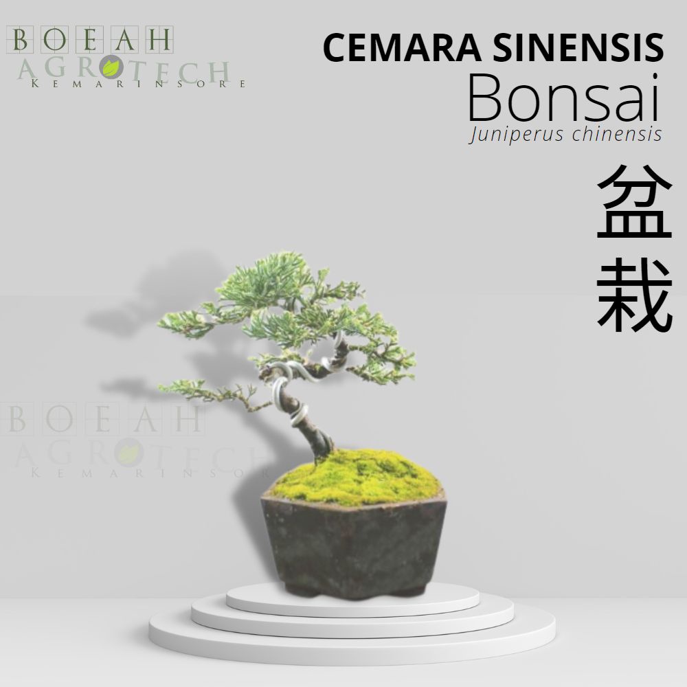 Tanaman Bonsai Hidup Sinensis Sudah Jadi Free Pot Siap Pajang