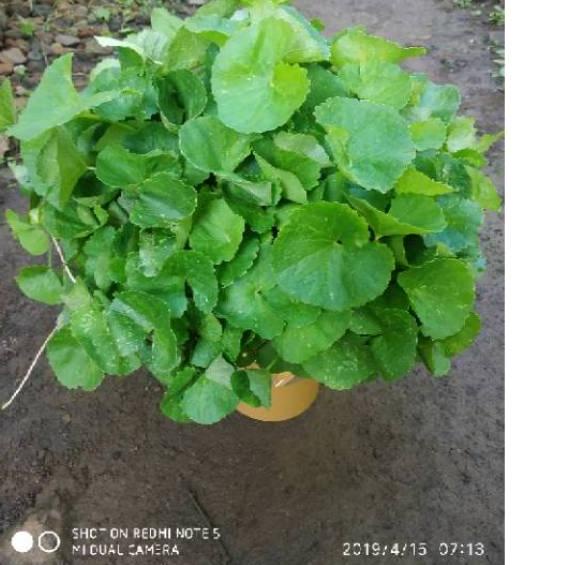 

PROMO MURAH Daun pegagan segar $ 861