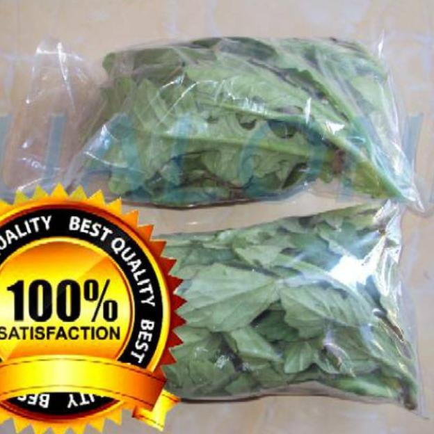

[P-V3V][✔] daun dewa segar asli organik 100gram bukan tapak liman tanpa pestisida berkualitas