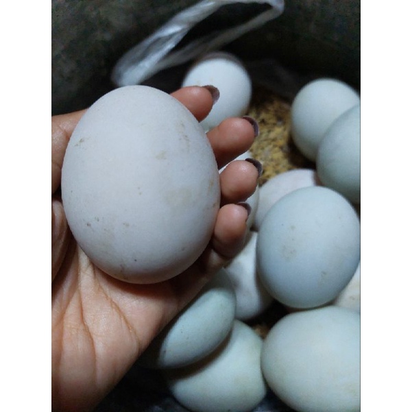 

TELUR BEBEK JUMBO