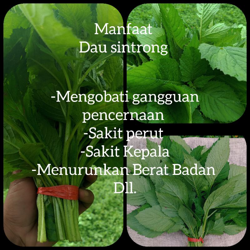 

daun sintrong segar 500gram