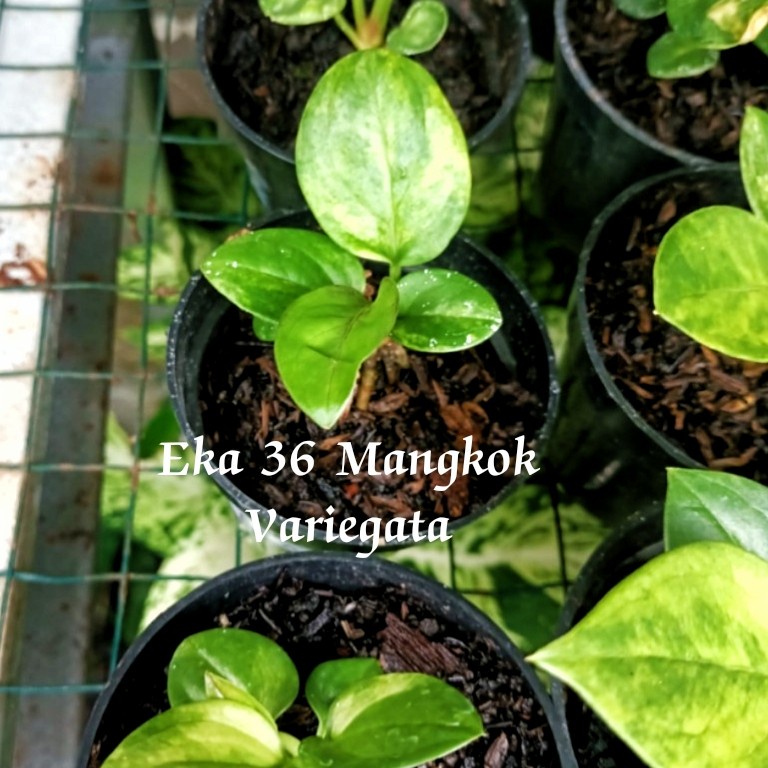Promo Anthurium Variegata Jaguar / Anthurium eka 36 Variegata