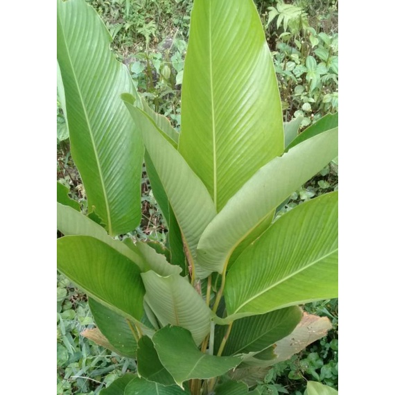 

Daun patat segar perlembar
