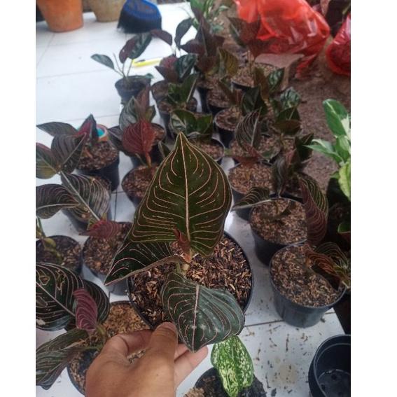 ボP aglonema rotundum aceh - rotundum aceh dewasa TERMURAH 4079 ❅