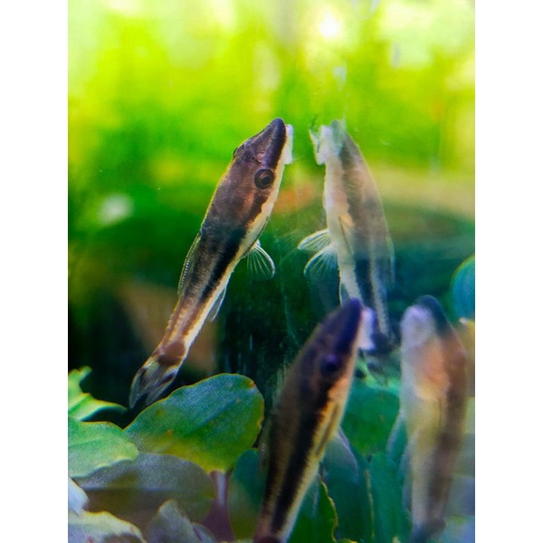 oto cinclus affinis pembersih algae aquascape ikan otocinclus affinis pemakan algae terbaik