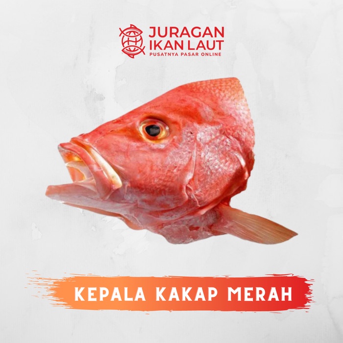 

Kepala Ikan Kakap Merah Besar Segar Fresh Berkualitas - 1 Kepala