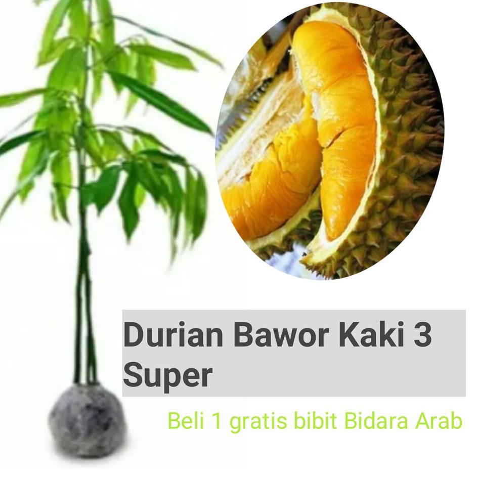 

ゕ Durian Bawor Kaki 3 super genjah ㅄ