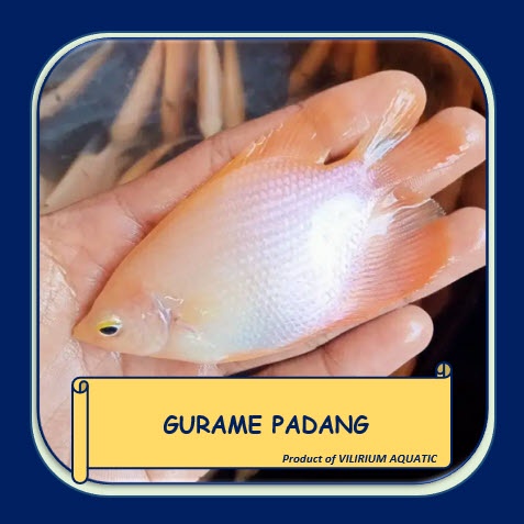IKAN HIAS AIR TAWAR - GURAME PADANG / PADANG GOURAMI / SEPAT PADANG