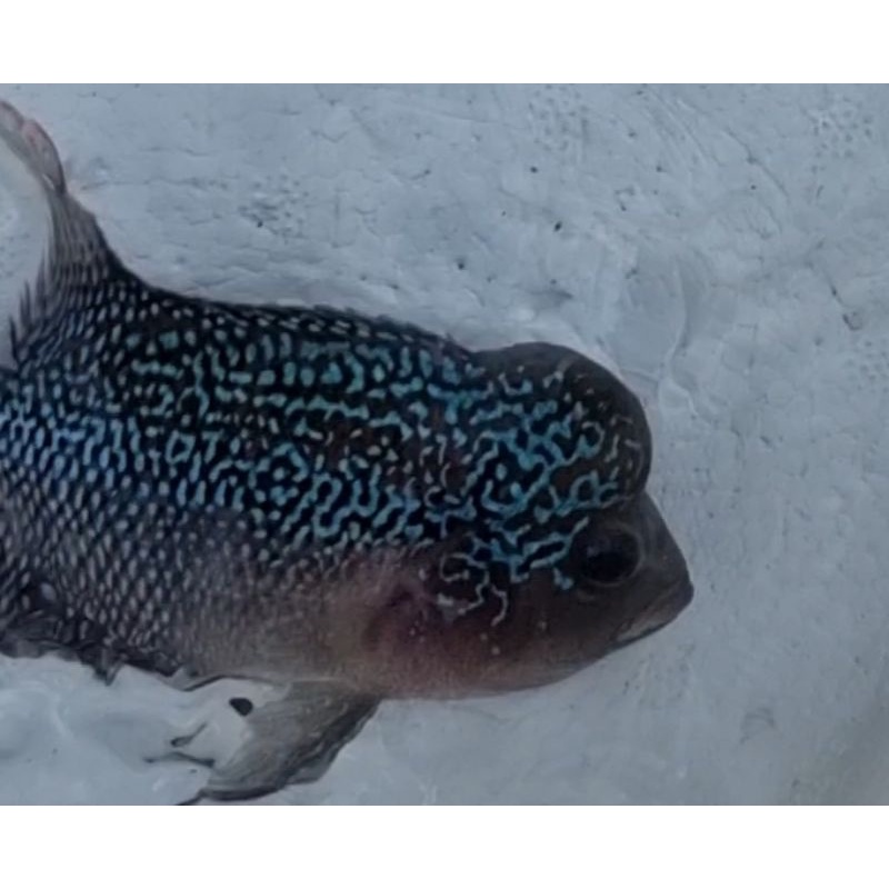 Ikan lohan louhan Srd Asli Thailand 8cm