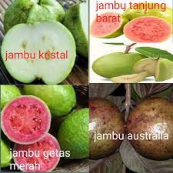 pupuk buah jambu kristal booster jambu kristal mempercepat pembuahan tanaman bibit jambu kristal