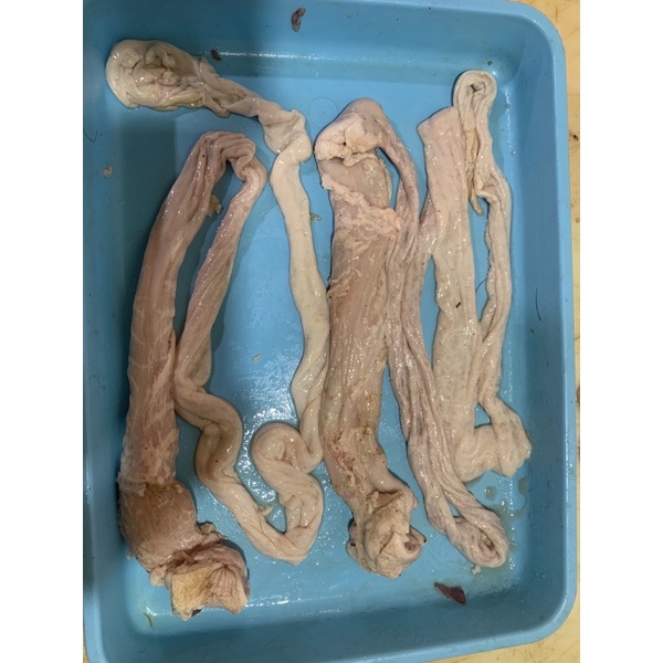 

USUS BESAR BABI SPESIAL