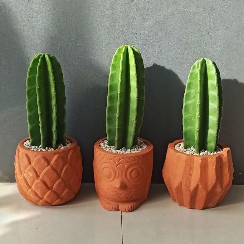 Tanaman Hias Kaktus Koboi Tanpa Duri - Tanaman Hidup Kaktus koboi - Tanaman indoor outdoor Kaktus ko