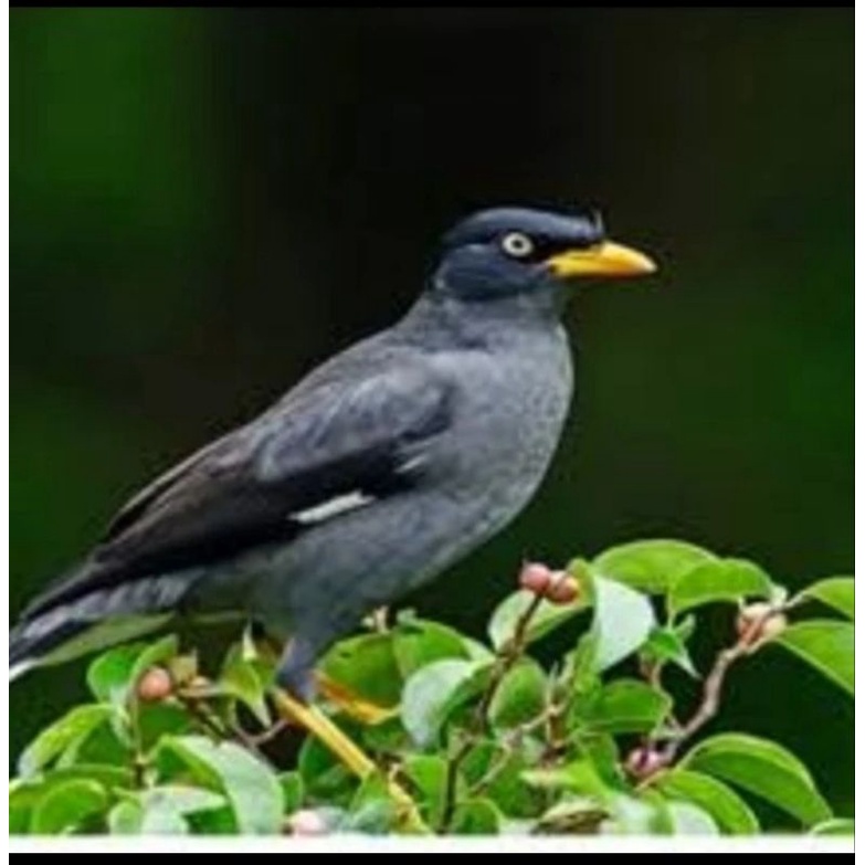 burung jalak