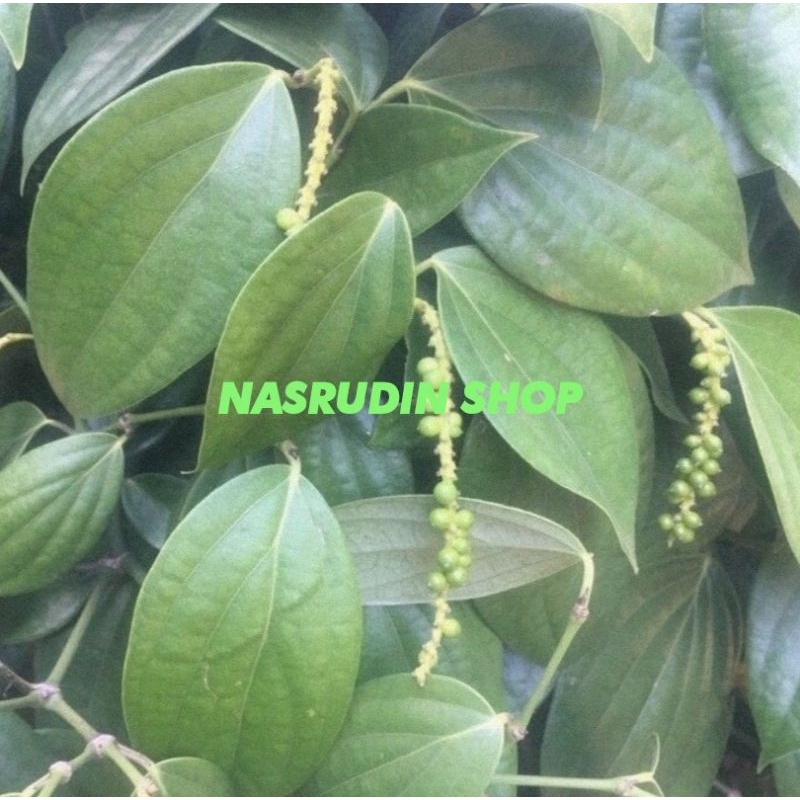 

[Fresh] DAUN LADA 100 LEMBAR SEGAR LANGSUNG PETIK