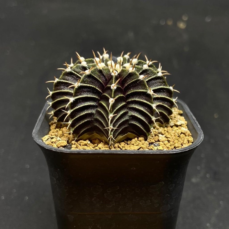 Kaktus LB Hybrid #1