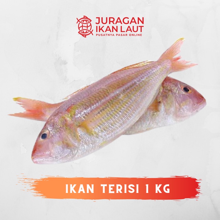 

Ikan Terisi / Kurisi Segar Berkualitas - 1 Kilogram JABODETABEK