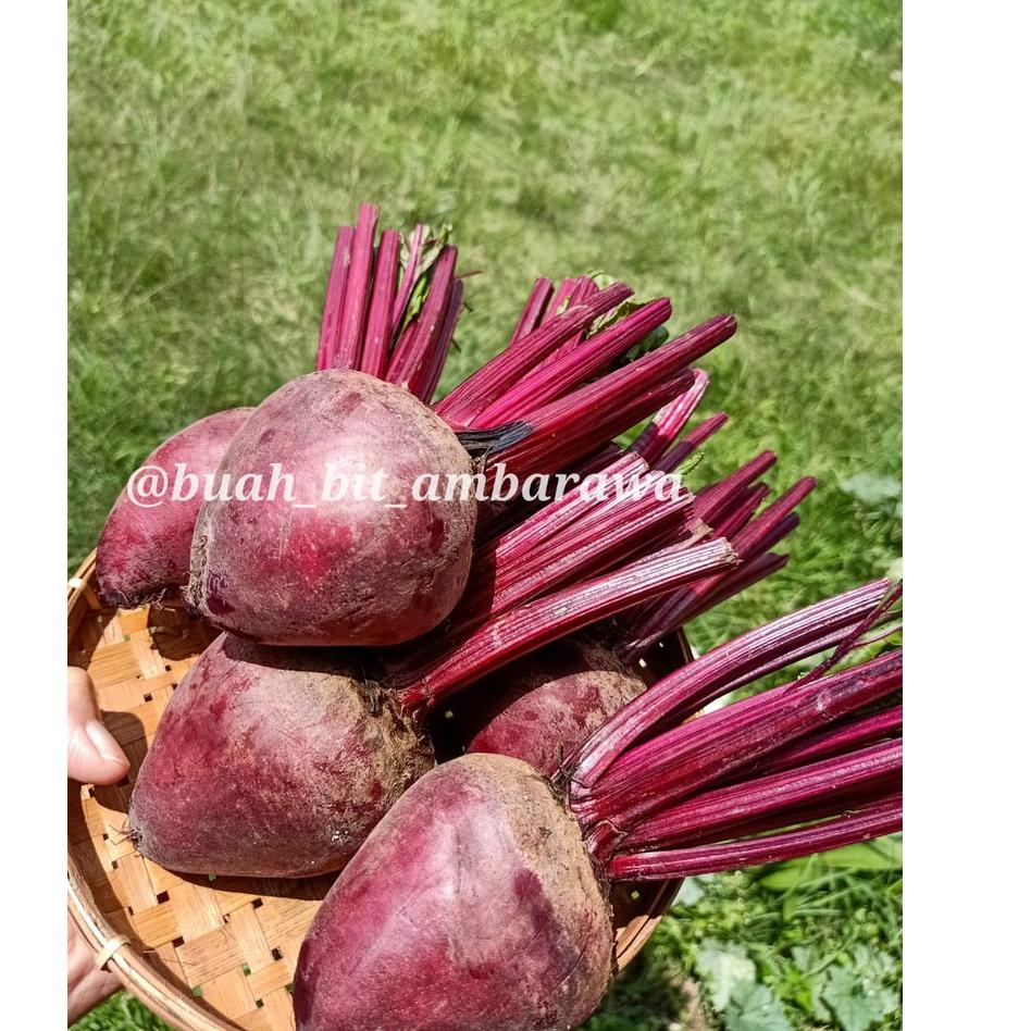 

✓ 1KG/BUAH BIT/ BEET ROOT/FRESH/PENAMBAH DARAH