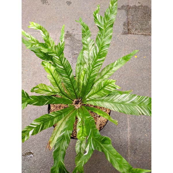 tanaman hias asplenium nidus variegata