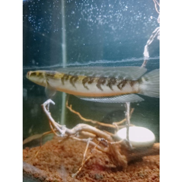 channa maru ys 15cm simet 7/7