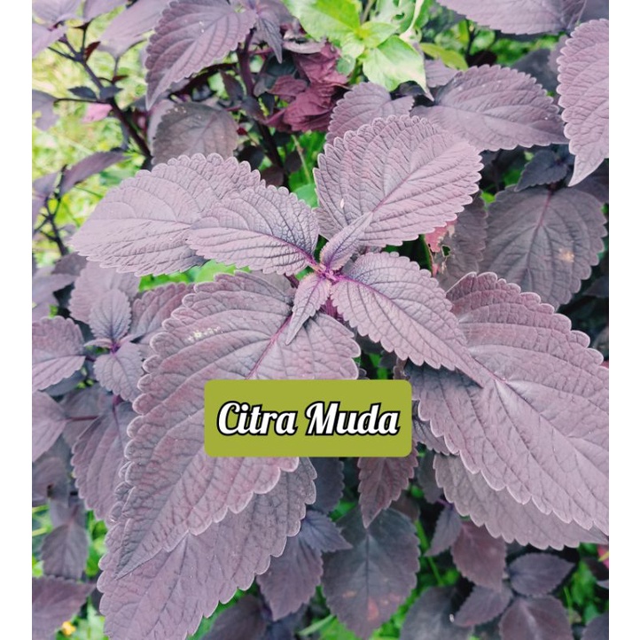 

Daun herbal jawer Kotok segar 500gram