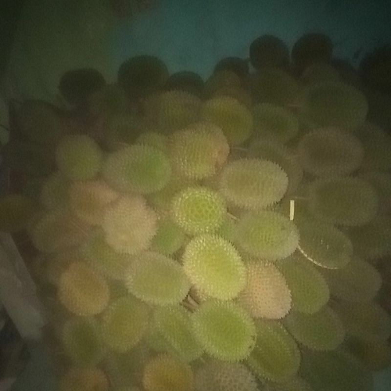 

durian mbah kondang