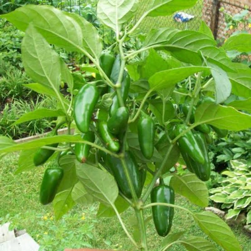 5 Benih Cabe Jalapeno Fanatic F1 Hibrida Bibit Cabai Jalapeno Known You Seed Tanaman Sayur Sayuran