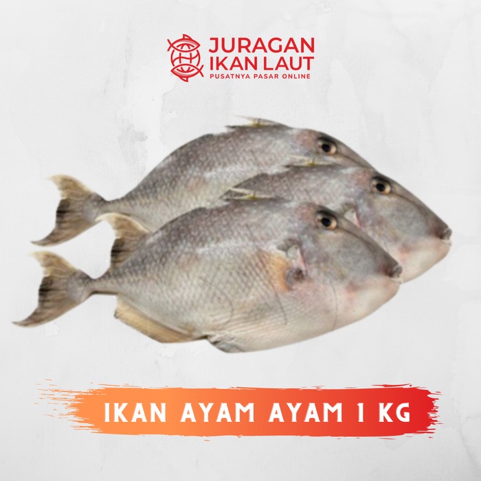 

Ikan Ayam Ayaman Segar Berkualitas - 1 Kilogram