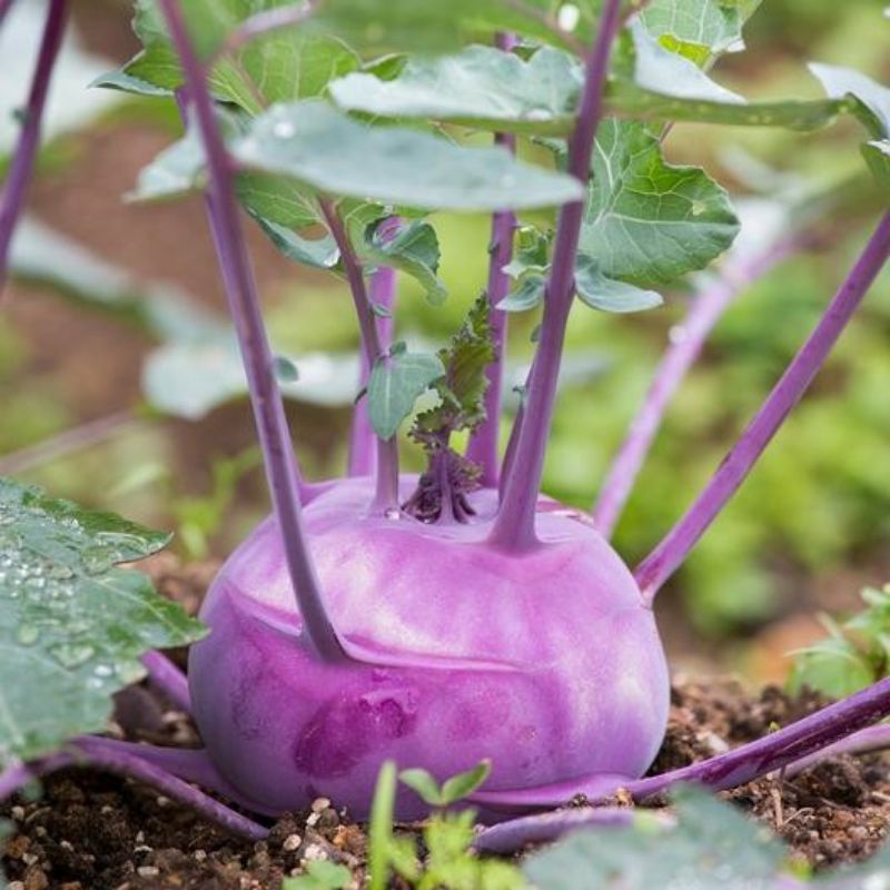 benih KOHLRABI UNGU IMPOR isi 5 biji