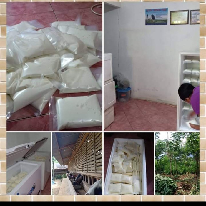 

SUSU KAMBING ETAWA MURNI 100% ORIGINAL SUPER ASLI BOGOR PROMO TERMURAH MANJUR