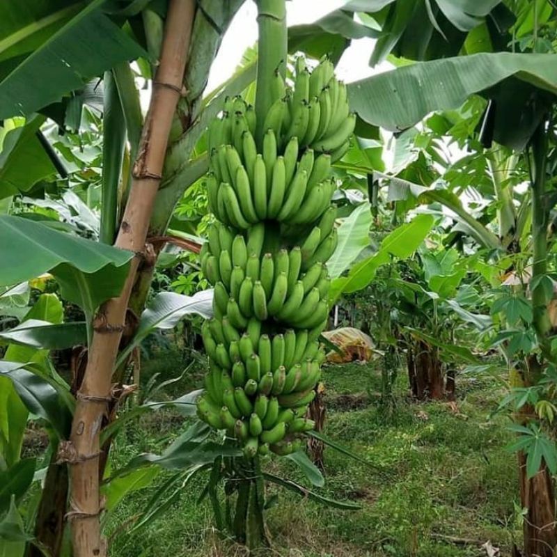 Pupuk Organik Pelebat Buah Dan Booster Pisang Cepat Berbuah Lebat