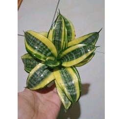 Sansevieria japanese twister