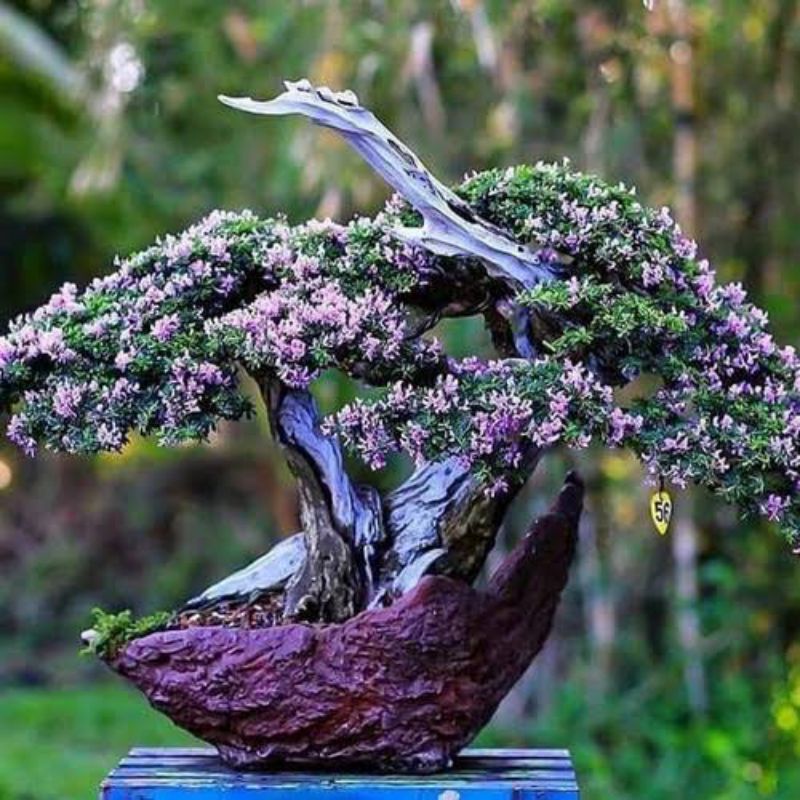 bonsai mame saeng simbur super mikro vietnam siap pajang
