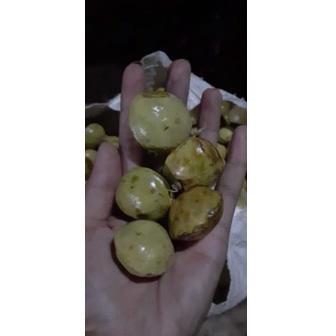 

(G-V1V-➸) jengkol muda / lalap / sayuran 250g murah