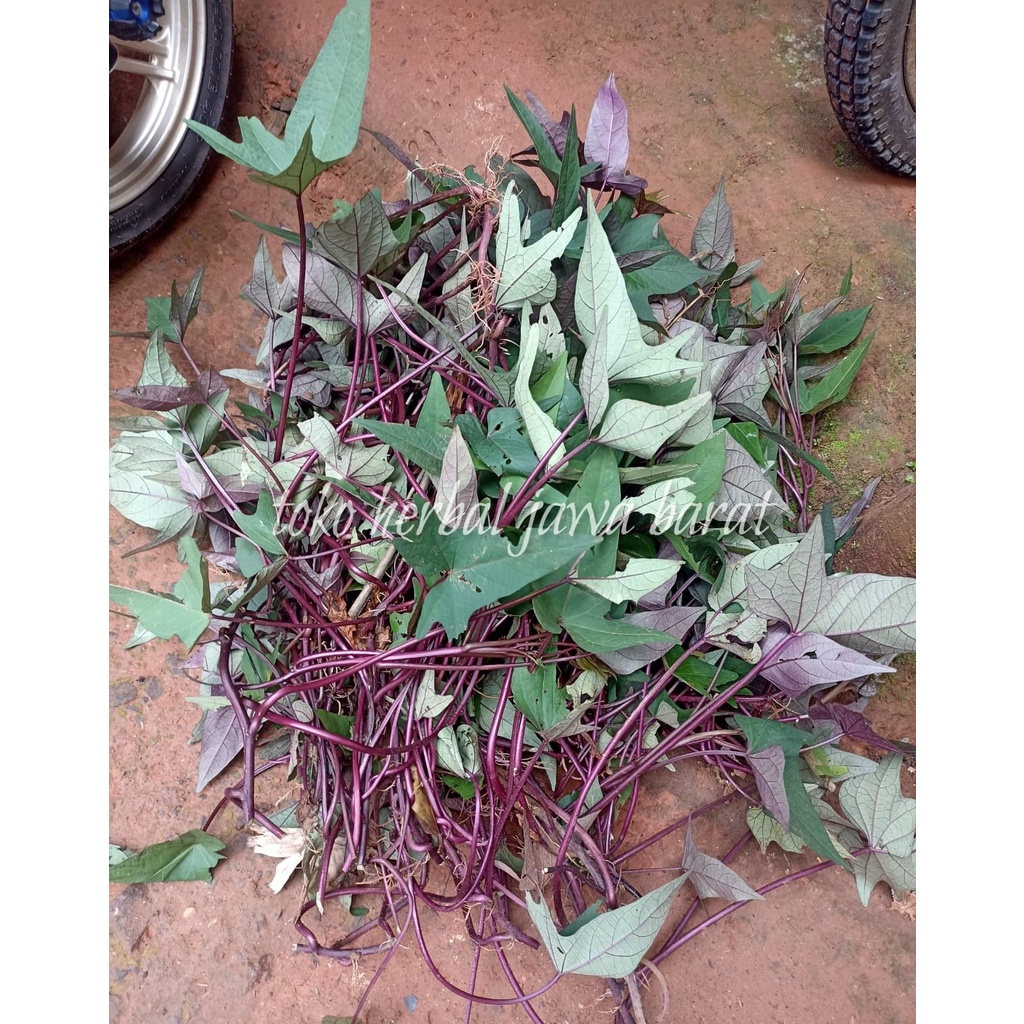 Bibit stek ubi jalar ungu/bibit tanaman ubi jalar ungu