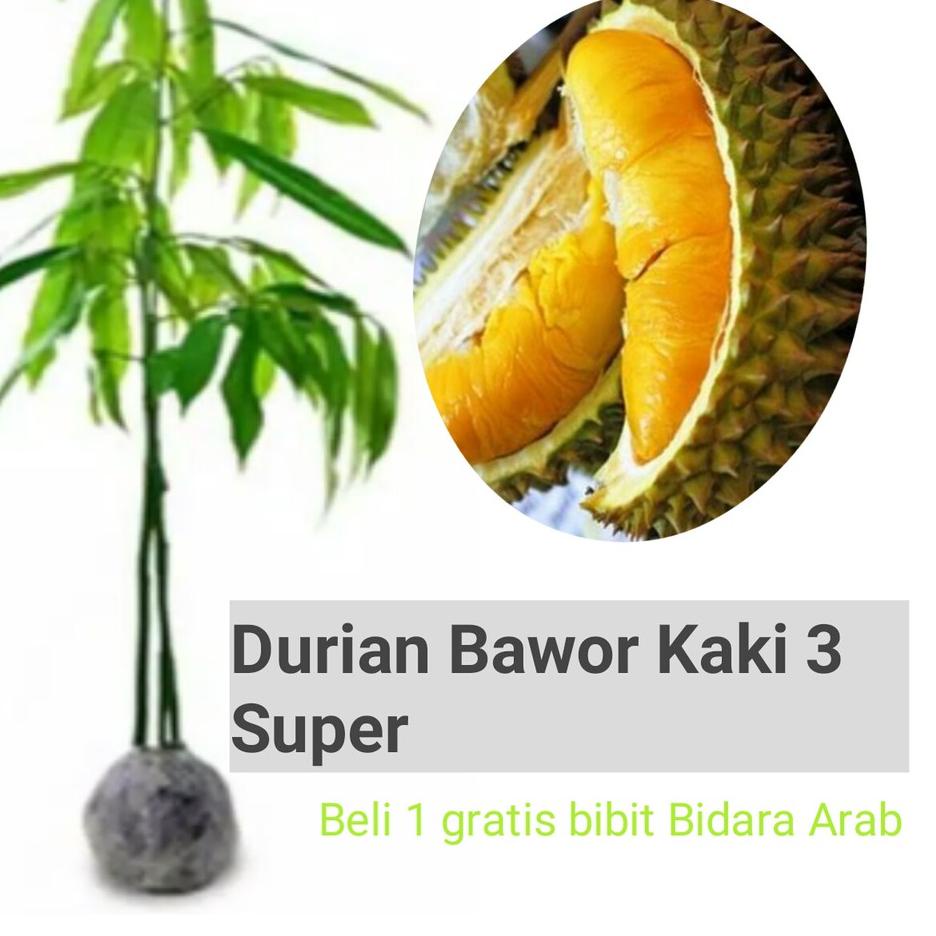 

ㅠ Durian Bawor Kaki 3 super genjah な