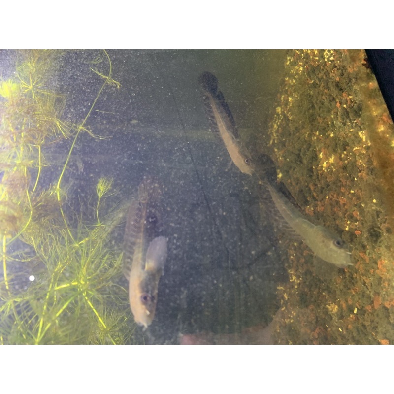 Channa Maru Yellow Sentarum size 12-14cm