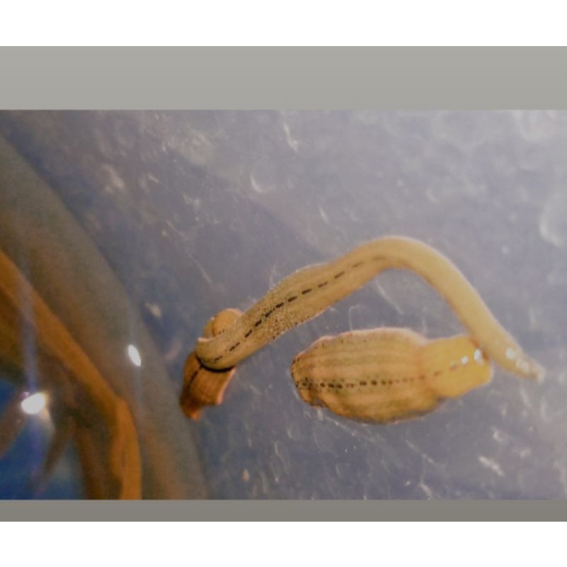 lintah terapi Lintah hidup ukuran SEDANG BESAR HARGA PER 50 EKOR