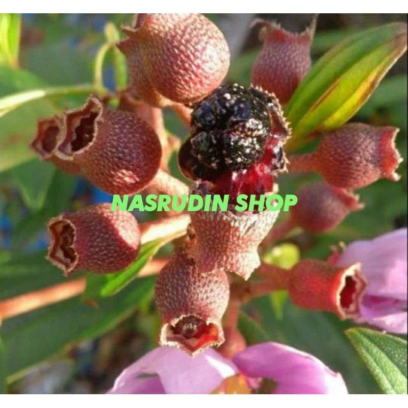 

BUAH SENGGANI / BUAH HARENDONG SENDUDUK / BIBIT SENGGANI