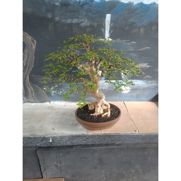 bonsai jadi sakura bunga putih gaya meliuk..,