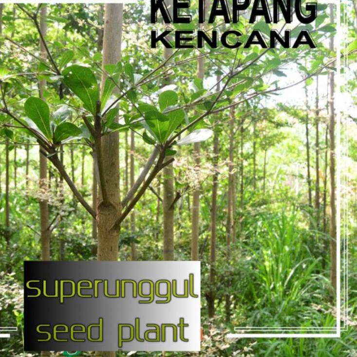 ク Tanaman Hias Pohon Ketepeng Kencana Unggul Dan cantik ⇩