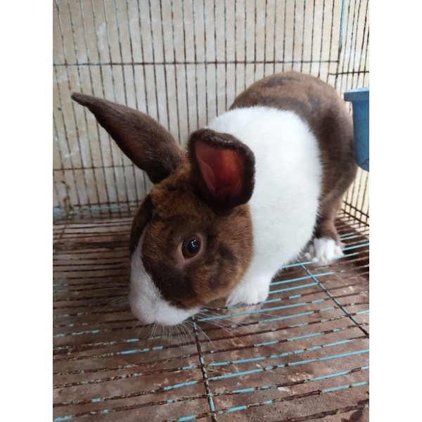 Kelinci Hias Dewasa Ras DUTCH (panda) Jantan