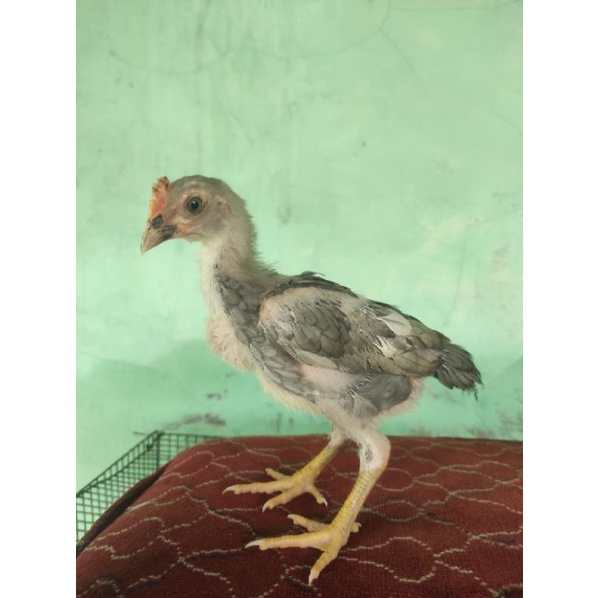 Anak ayam Birma Mangon berkualitas