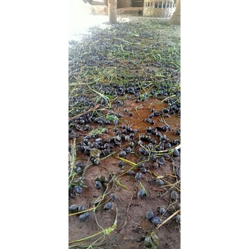 pupuk kompos/organik kotoran kambing